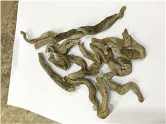 水蛭（菲牛蛭）凍干粉