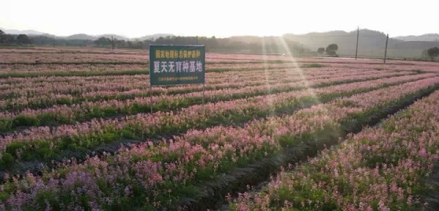 人民日報發(fā)文：種植中藥材，品質咋保證